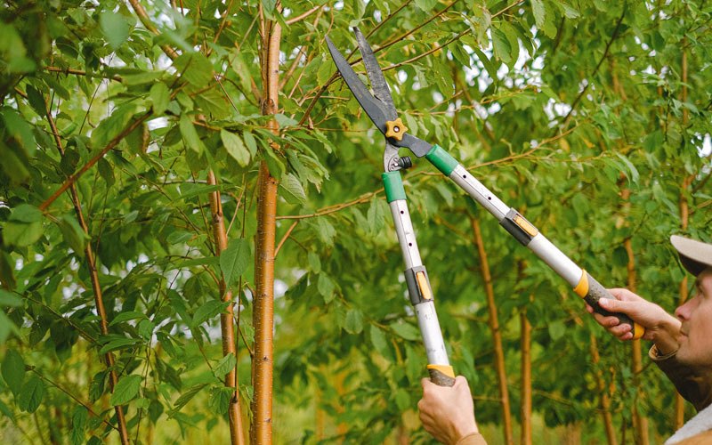 Tree trimming in Adrian, OR
